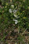 Large yellow vetch